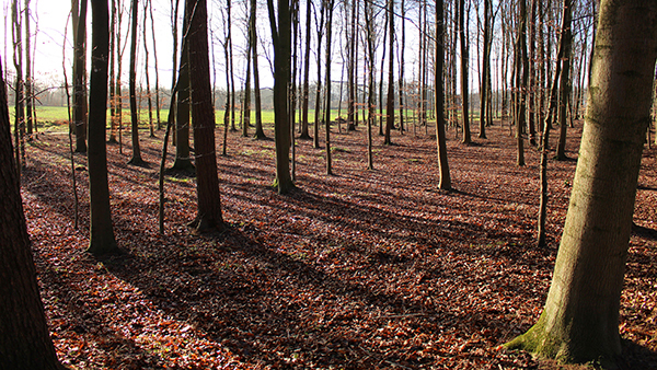 waldfrieden am barockpark 